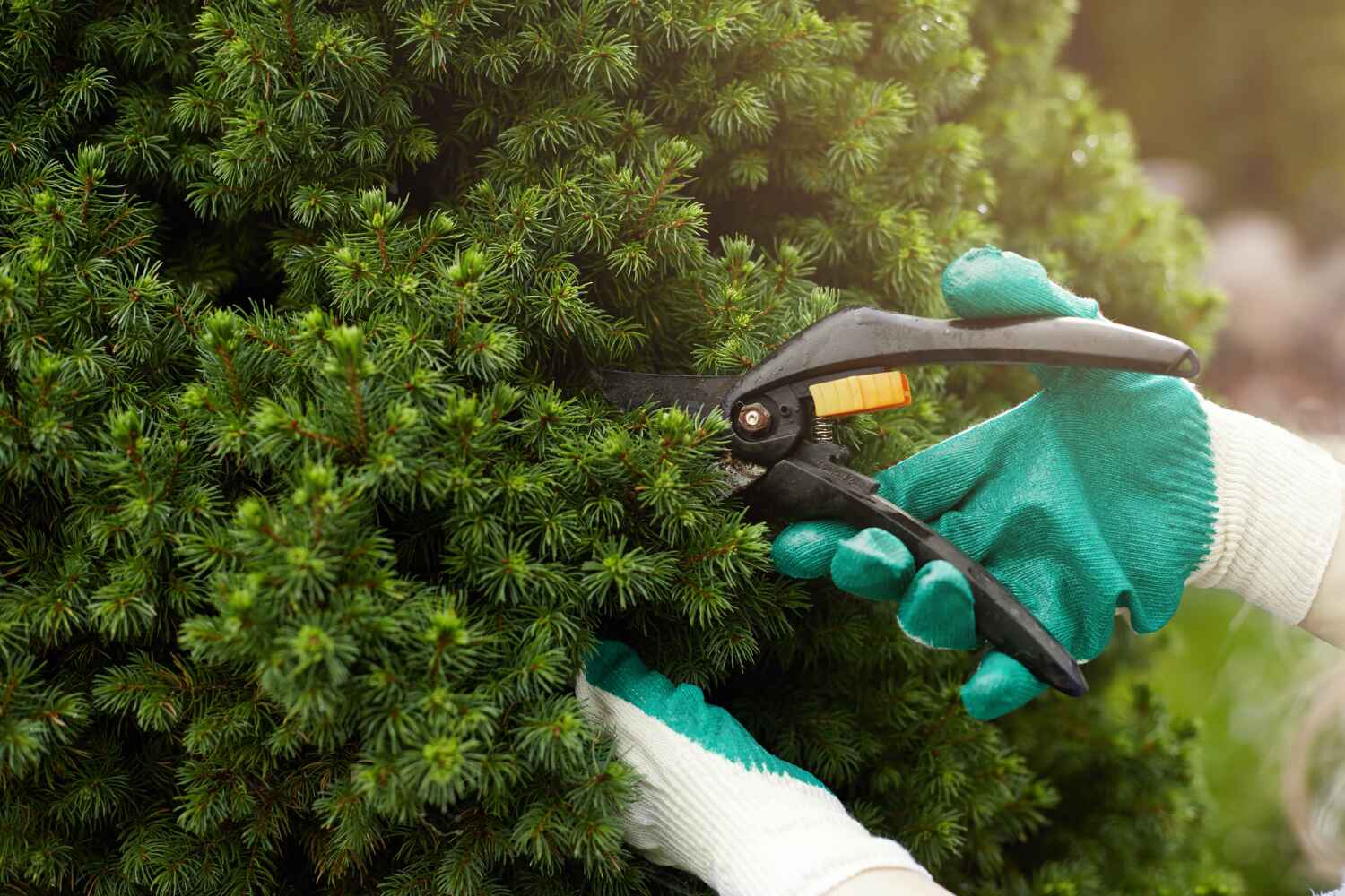 Best Arborist Services Near Me  in Graham, TX